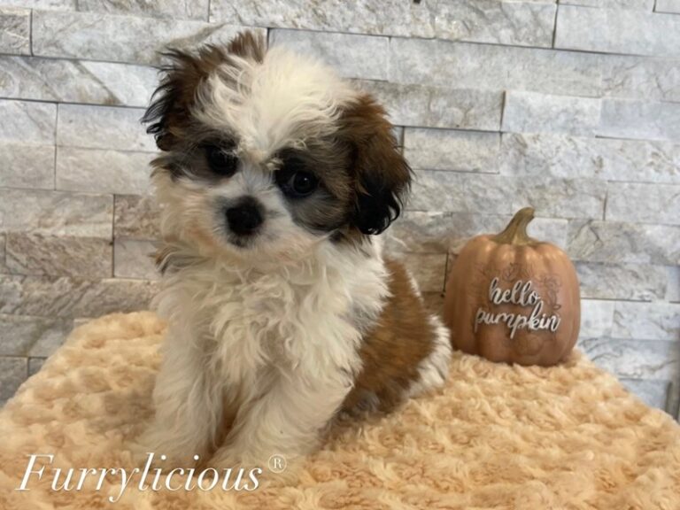Reuben - Shipoo