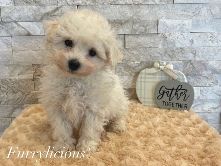 Harris - Bichon Frise