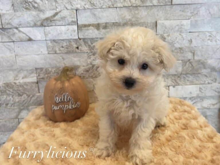 Waldo - Bichon Frise