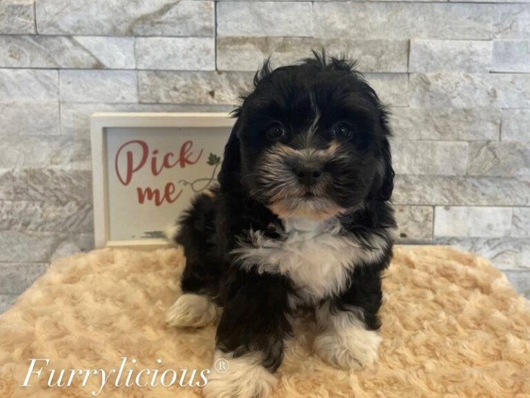 Evan - Havanese