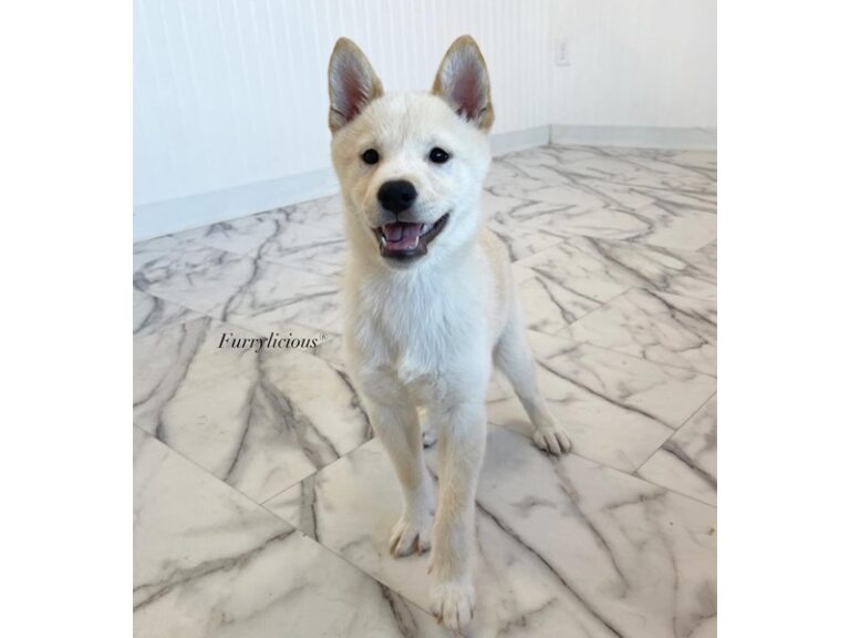 Riley - Shiba Inu