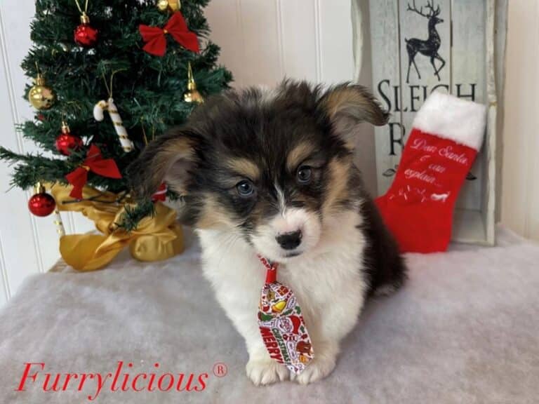Lucky - American Corgi