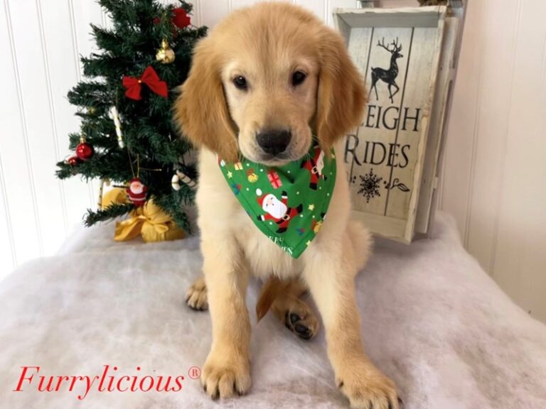 Comet - Golden Retriever