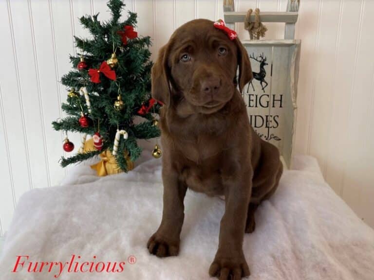 Star - Labrador Retriever