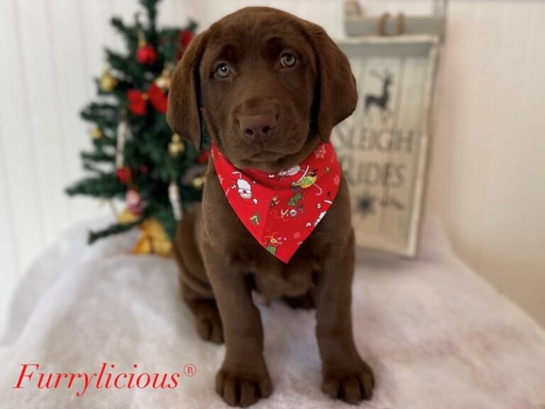 Moose - Labrador Retriever