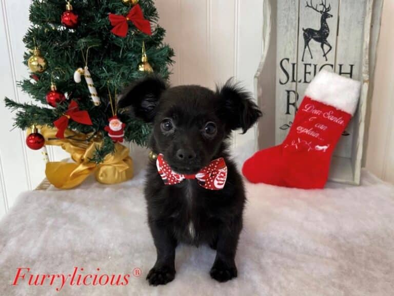 Oliver - Chihuahua