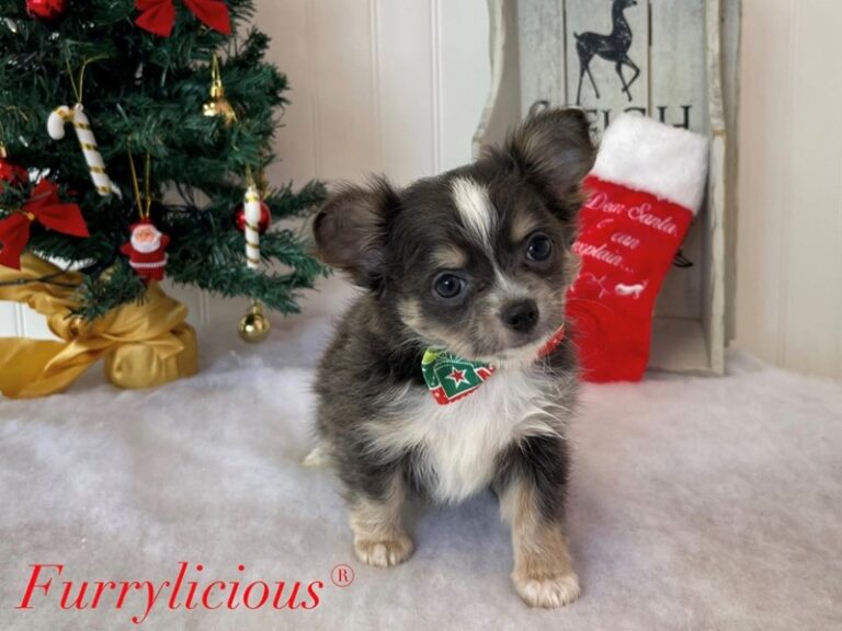 Squirt - Chihuahua