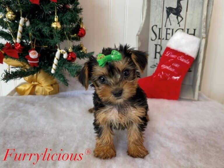 Dove - Morkie