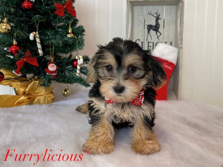 Ryker - Morkie