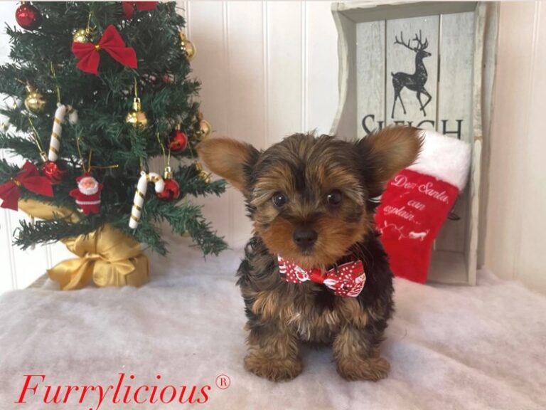 Rocky - Yorkshire Terrier