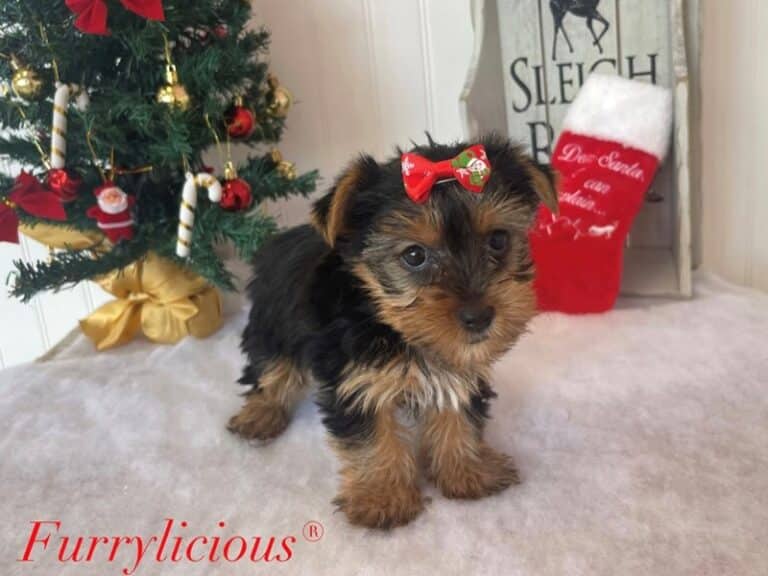 Polly - Yorkshire Terrier