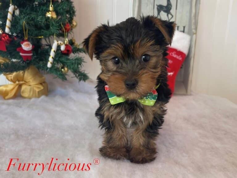 Cody - Yorkshire Terrier