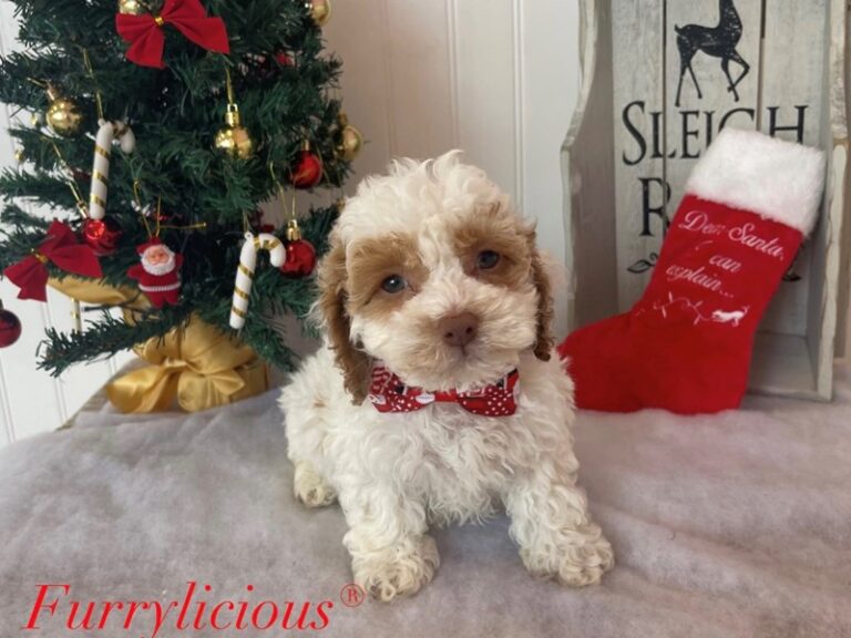 Bow - 2nd Gen Cockapoo