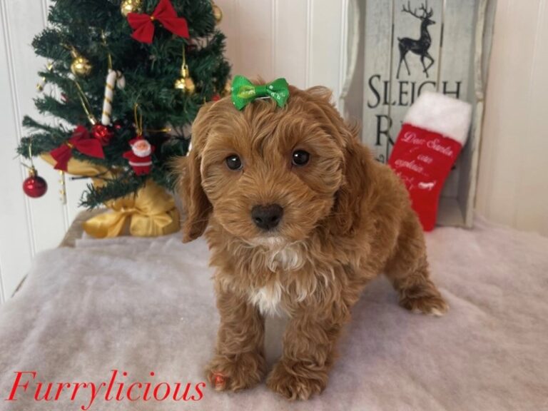 Darla - Poodle Mini