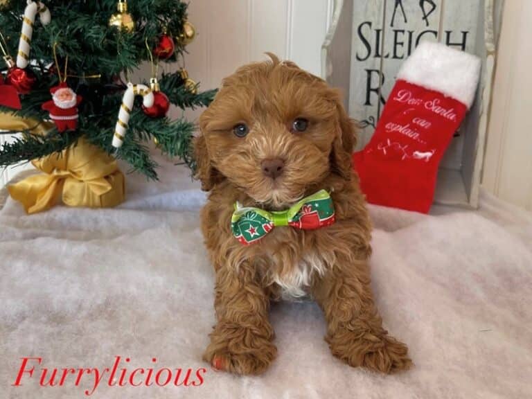 Miles - 2nd Gen Cockapoo