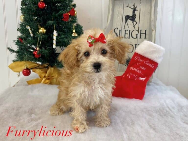 Cavapoo - Cavapoo
