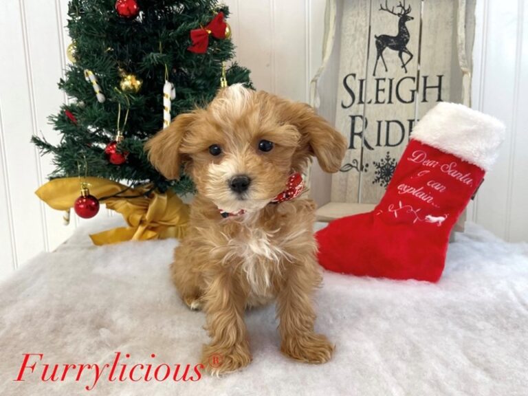 Cavapoo - Cavapoo
