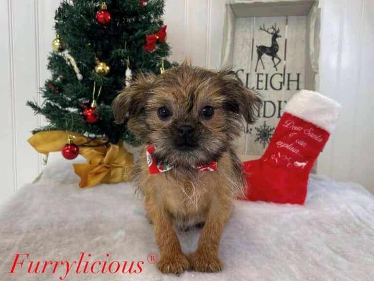Brussels Griffon - Brussels Griffon
