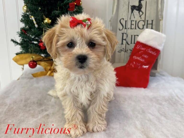 Merry - Teddy Bear