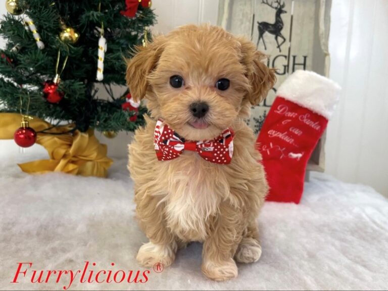 Felix - Maltipoo