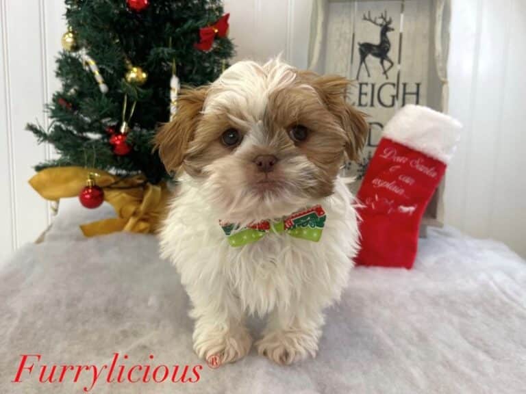 Gizmo - Shih Tzu