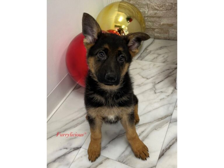 Aspen - German Shepherd