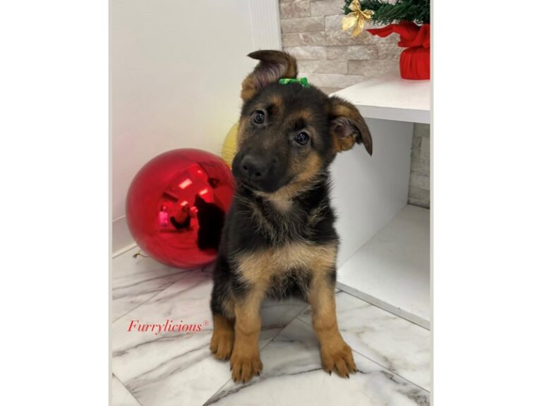Louise - German Shepherd