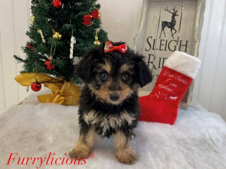 Toy Australian Shepherd/Miniature Poodle - Toy Australian Shepherd/Miniature Poodle