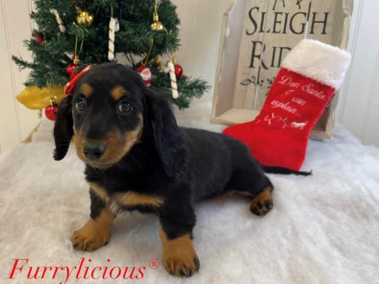 Faith - Dachshund