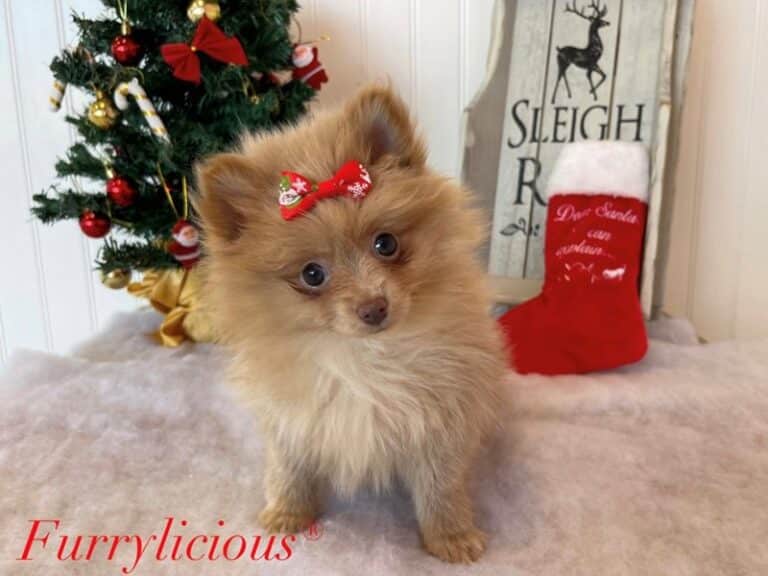 Pudding - Pomeranian