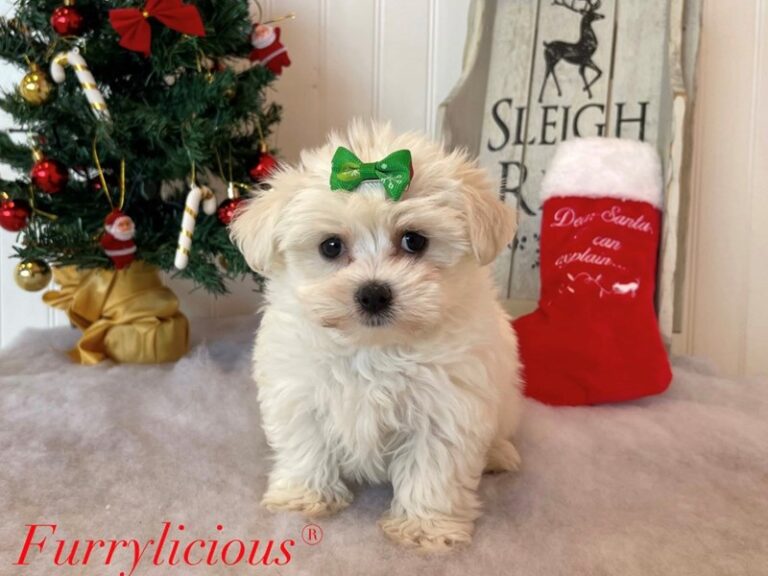 Angel - Morkie