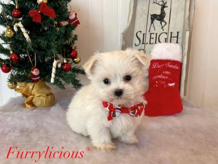 Frosty - Morkie