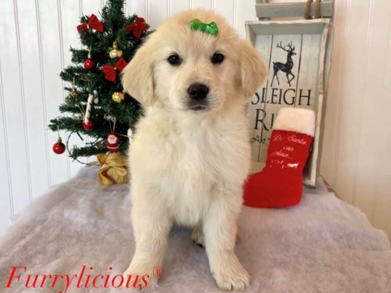 Golden Retriever - Golden Retriever