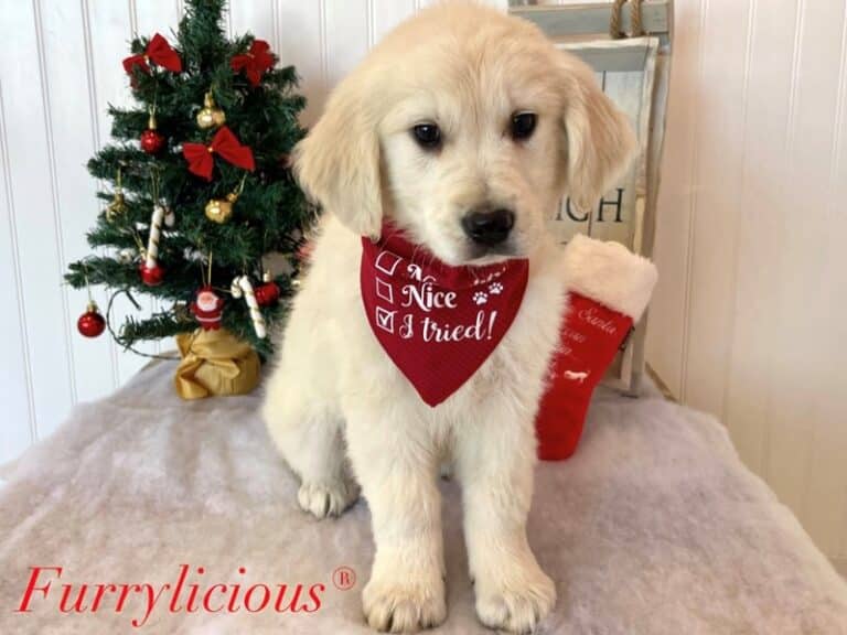 Oakley - Golden Retriever