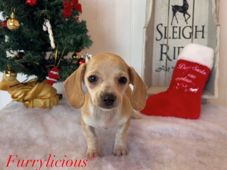 Chiweenie - Chiweenie