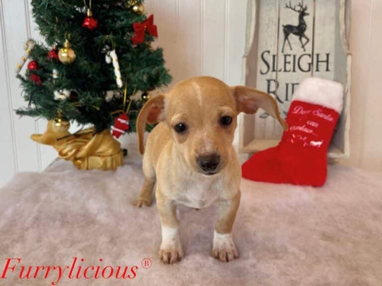 Chiweenie - Chiweenie