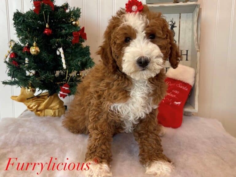 Boots - Bernedoodle Mini 2nd Gen