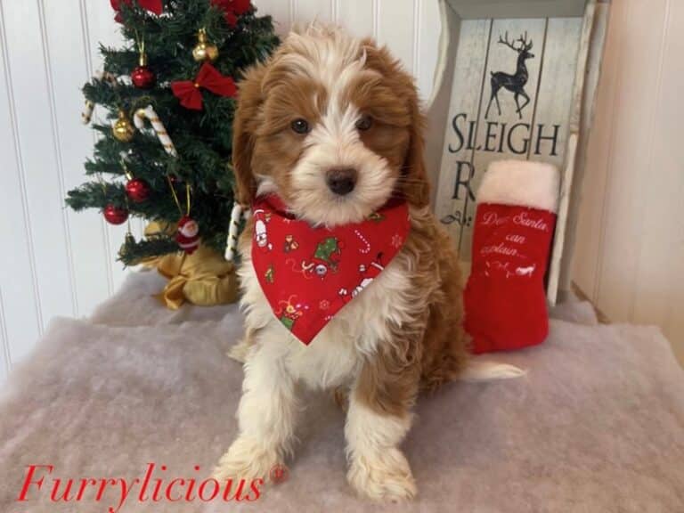 Bernedoodle Mini 2nd Gen - Bernedoodle Mini 2nd Gen
