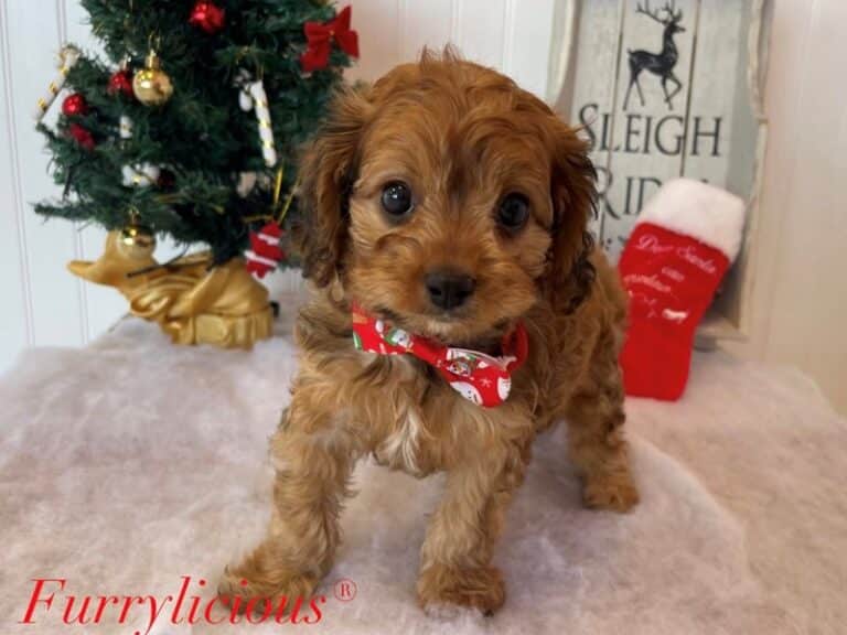 Cavapoo - Cavapoo