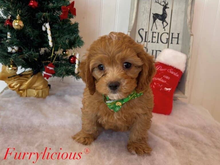 Cavapoo - Cavapoo
