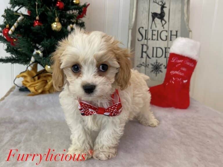 Cavachon - Cavachon