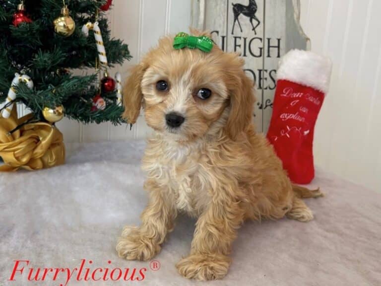 Cavachon - Cavachon