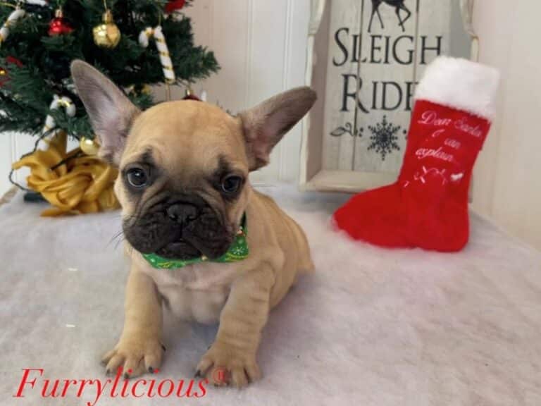 Baxter - French Bulldog