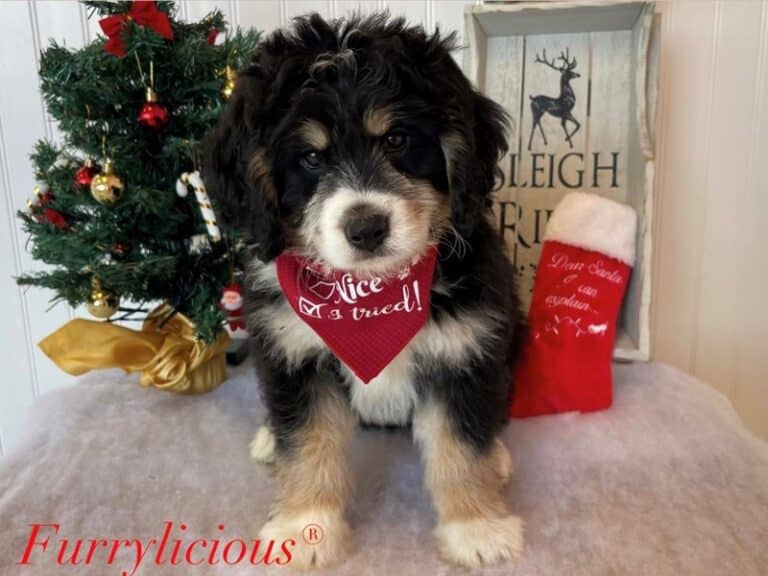 Bernedoodle Mini - Bernedoodle Mini