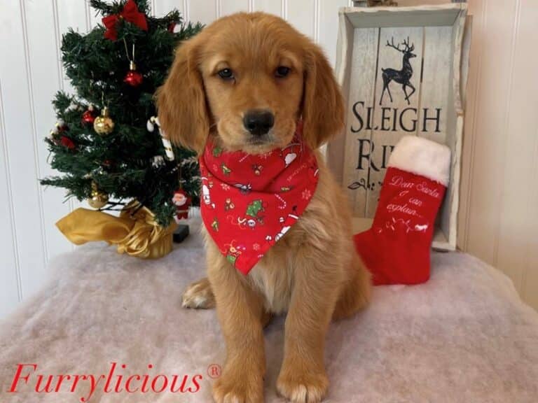 Golden Retriever - Golden Retriever
