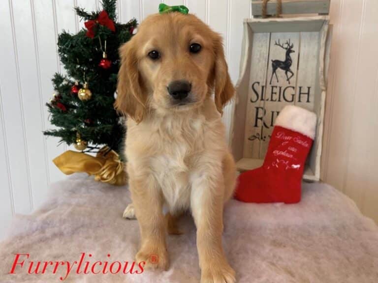 Golden Retriever - Golden Retriever