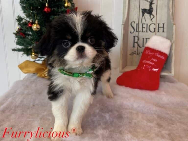 Japanese Chin - Japanese Chin