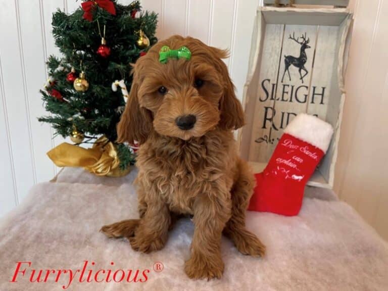 Grace - Goldendoodle Mini 2nd Gen