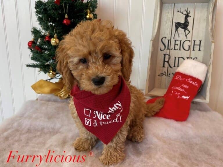 Charlie - Goldendoodle Mini 2nd Gen