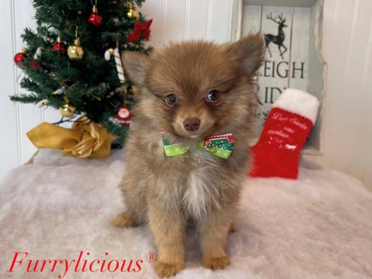 Pomeranian - Pomeranian